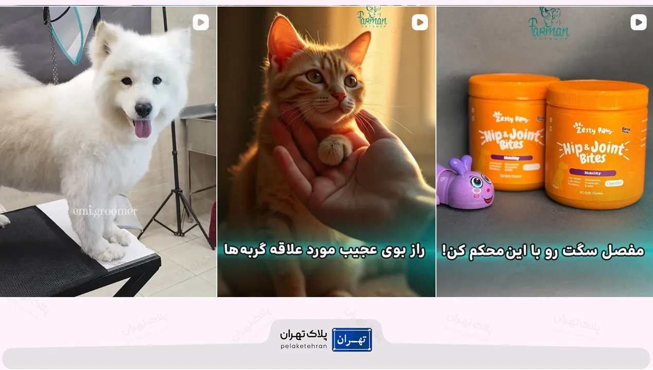 بهترین پت شاپ شمال تهران | ارسال فوری + لوازم اورجینال 96 پت شاپ فرمانیه