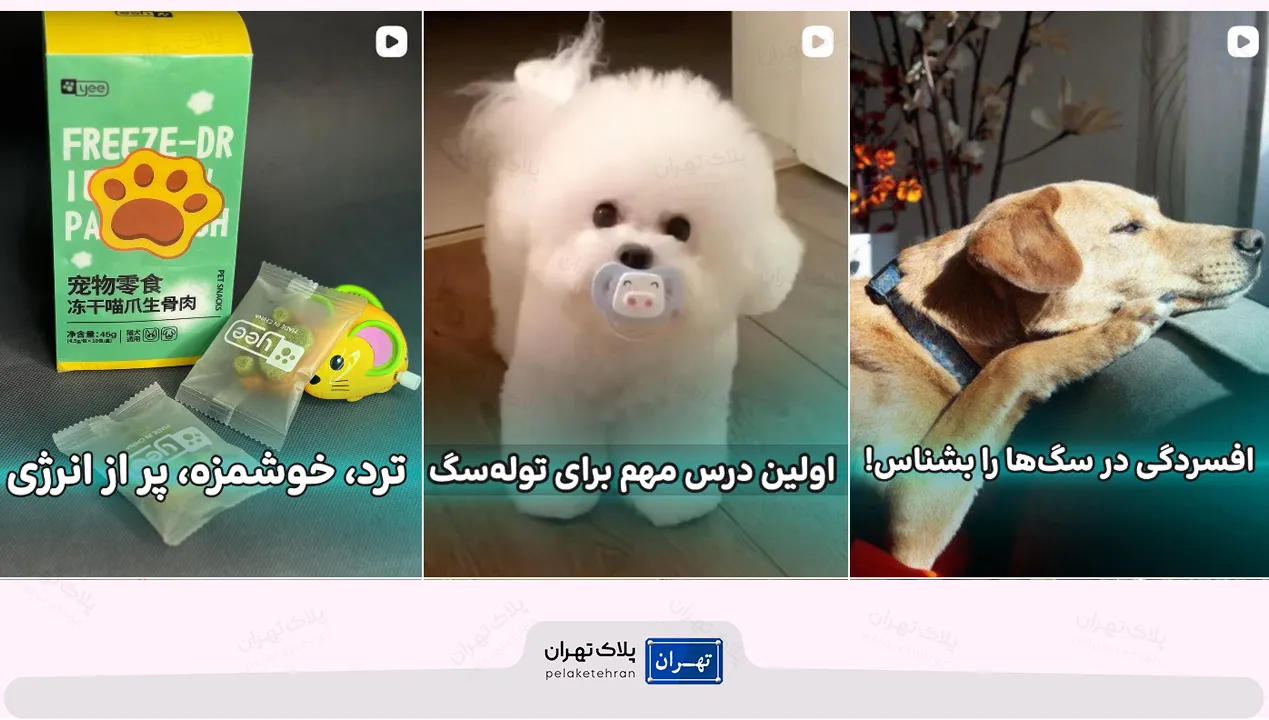 بهترین پت شاپ شمال تهران | ارسال فوری + لوازم اورجینال 97 پت شاپ شمال تهران