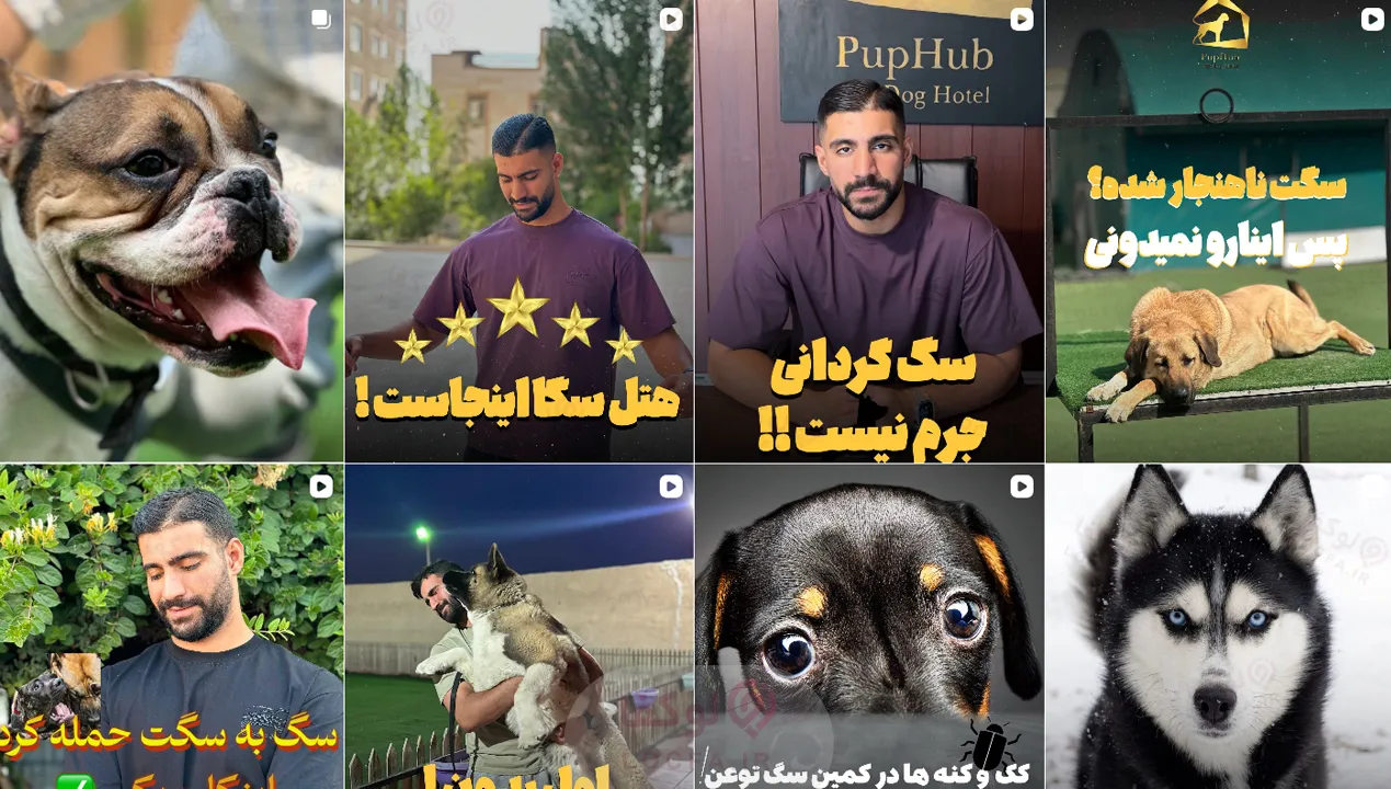 بهترین پانسیون سگ در تهران | معرفی 5 پانسیون برتر 10 پانسیون پاپ هاپ